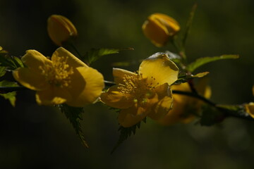 Deep Yellow Flowers of Japanese Kerria in Full Bloom