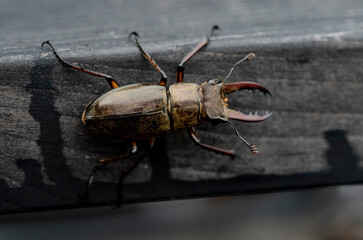 Beetle　 isolated macro