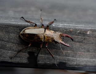 Beetle　 isolated macro