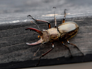 Beetle　 isolated macro