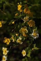 Deep Yellow Flowers of Japanese Kerria in Full Bloom