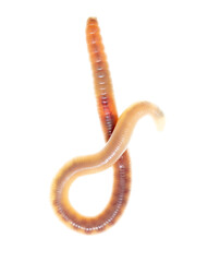 Earthworm on a white background.