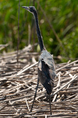 Fototapeta premium Héron mélanocéphale,.Ardea melanocephala, Black headed Heron, Afrique du Sud