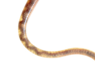 Earthworm isolated on a white background.