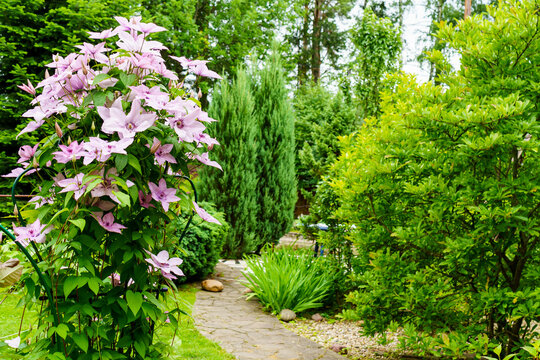 A bush of pink clematis on the background of a garden with a path