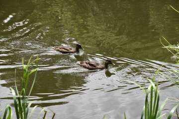 ducks swim in the river close to the shore