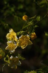 Deep Yellow Flowers of Japanese Kerria in Full Bloom