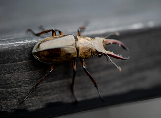 Beetle　 isolated macro