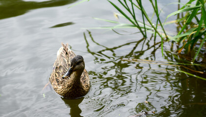 ducks swim in the river close to the shore