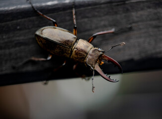 Beetle　 isolated macro