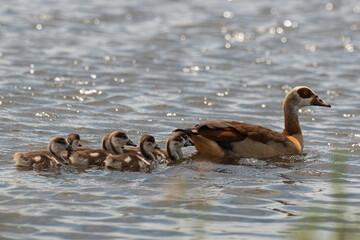 Ouette d'Égypte,.Alopochen aegyptiaca, Egyptian Goose, Parc national Kruger, Afrique du Sud