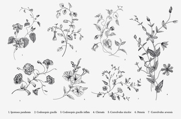 Vintage vector botanical illustration. Set. Climbing plants. Black and white - obrazy, fototapety, plakaty
