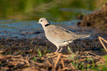 Tourterelle du Cap,
Streptopelia capicola, Ring necked Dove