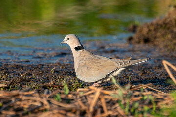 Tourterelle du Cap,
Streptopelia capicola, Ring necked Dove