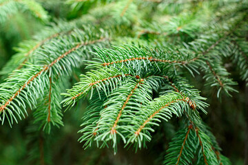 Green spruce branches as a background.