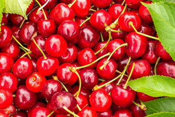Close up of pile of ripe cherries with stalks and leaves. Large collection of fresh red cherries. Ripe cherries background.Healthy juicy food.Fruit colorful background