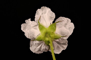Strawberry Raspberry (Rubus illecebrosus). Flower Closeup