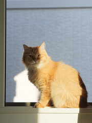 窓の外を眺める猫（マンチカン）