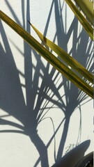 Palm shadows early morning 