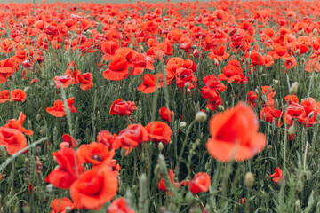 Obraz premium Red poppy field in blossom in summer