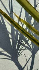 Fototapeta na wymiar Palm shadows early morning 