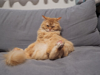 ソファに座る猫（マンチカン）