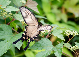 Butterfly　insect　macro

