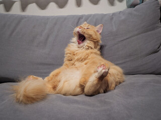 ソファに座る猫（マンチカン）