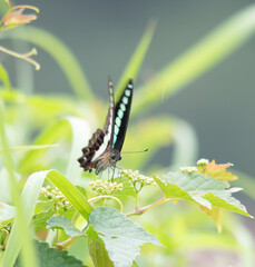 Butterfly　insect　macro

