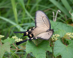 Butterfly　insect　macro

