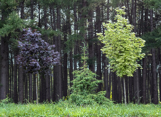 Friends in the forest