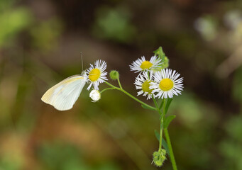 Butterfly　insect　macro

