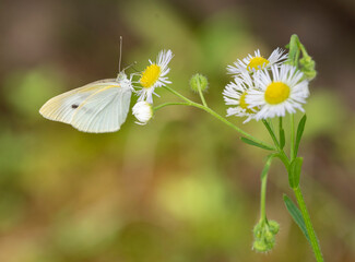 Butterfly　insect　macro

