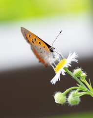 Butterfly　insect　macro

