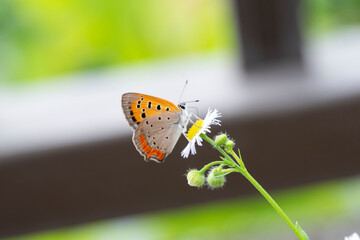 Butterfly　insect　macro

