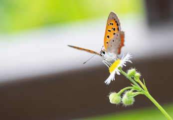 Butterfly　insect　macro


