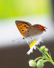 Butterfly　insect　macro

