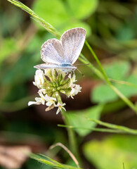Butterfly　insect　macro

