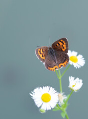 Butterfly　insect　macro

