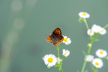 Butterfly　insect　macro

