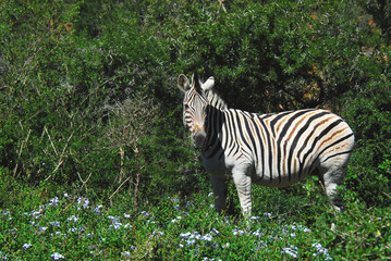 Fototapeta premium Africa- A Beautiful Wild Zebra Munching on Blue Wildflowers