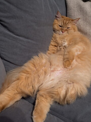 不思議な態勢で寝る猫（マンチカン）