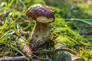 Edible mushroom cut in the woods. Mushroom boletus edilus growing in green moss. Autumn forest mushrooms scene.Vegetarian diet food.Tasty natural product.Time for mushrooming and outdoor activities