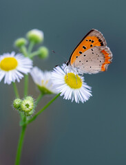 Butterfly　insect　macro

