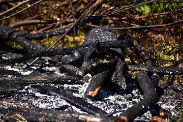 burned trees in a large fire