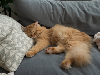 ソファで寝る猫（マンチカン）