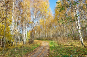 Autumn landscape with birches on a Sunny day