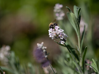 Hummel an Lavendel