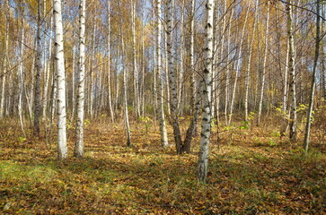 Autumn landscape with birch forest on a Sunny day