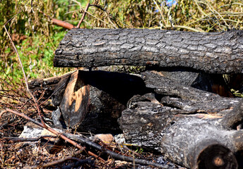 burned trees in a large fire